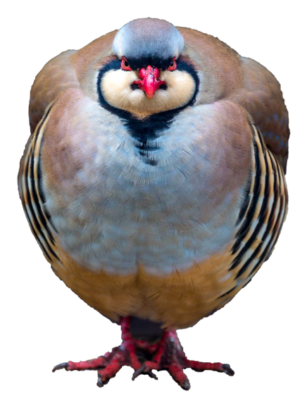 Robben Island is the only place where you can see the Chukar Partridge in South Africa. This European bird was introduced to the island in 1964 by customs officials.