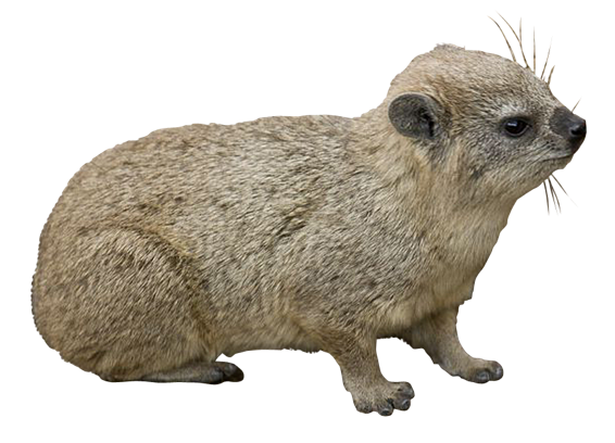 The dassie or Cape hyrax is the only living species in the genus Procavia; its closest living relative is the elephant.