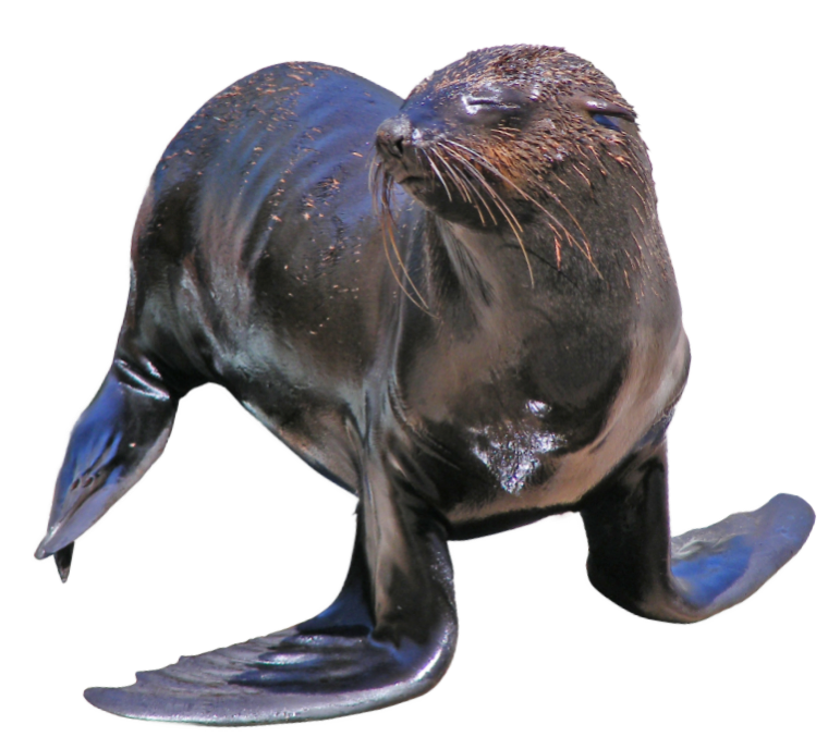 Cape Fur Seals (in Dutch Kaapse Pelsrobben) gave the island it’s name “Robben Island”