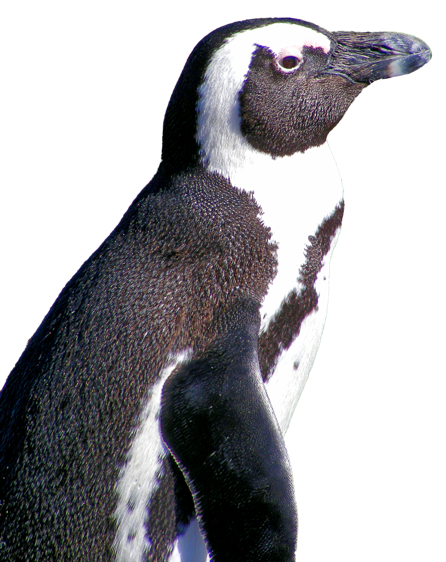African Penguin, known as the Jackass Penquin as it's squawk sound very much like a donkeys bray. African Penguins recolonised Robben Island in 1983 after an absence of 180 years.